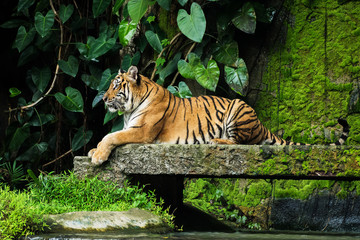 Naklejka na ściany i meble Bengal Tiger in forest