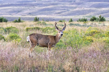 Naklejka na ściany i meble Mule deer (Odocoileus hemionus) in Gardiner, Montana