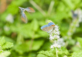 Butterfly feeding on a mint flower while another one is flying away