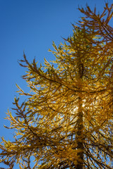 Fall colors in high mountain. Autumn foliage of larch trees with blue sky as background and copy space.