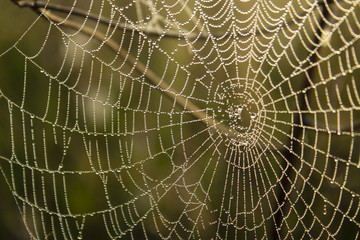 spiderweb on grass