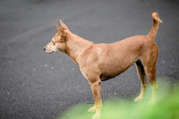 Dogs, animal backgrounds, Thai dog are waiting for the owner or waiting to play with the dog together, most of the owners will take a walk in the morning while exercising or walking in the evening.