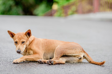 Dogs, animal backgrounds, Thai dog are waiting for the owner or waiting to play with the dog together, most of the owners will take a walk in the morning while exercising or walking in the evening.
