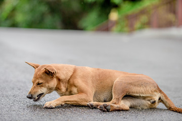 Dogs, animal backgrounds, Thai dog are waiting for the owner or waiting to play with the dog together, most of the owners will take a walk in the morning while exercising or walking in the evening.