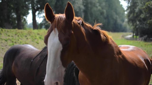 Two horses in a field, one staring at the camera.