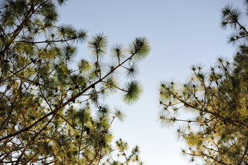 Trees and sky Occurs naturally. Green and blue Formulated in natural form. And no trees that happen along the mountain.