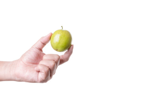 Hand holding monkey apple or milk jujube, exortic and unique fruit of thailand