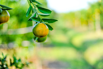 Orange in the box is not stored. And orange in the citrus garden, ready to be released for consumption and consumption of oranges.