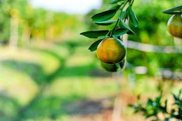 Orange in the box is not stored. And orange in the citrus garden, ready to be released for consumption and consumption of oranges.