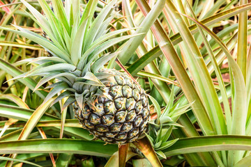 Obraz premium Oahu-DolePlantation-Pineapple