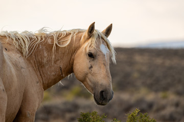 Obraz premium Wild (Feral) Mustangs in the Colorado High Desert