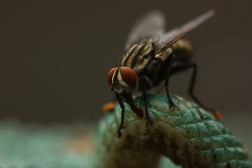 macro view of fly
