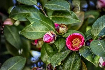 Camellia