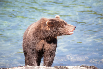 Close Up of Brown Grizzly Bear in front of water