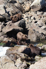 Obraz premium A group of cute grizzly bears at a rocky salmon stream
