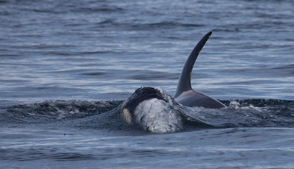 Orca Killer Whale about to break surface tension of water
