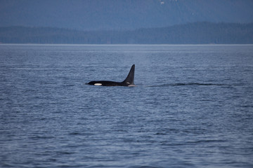 Fototapeta premium Orca Killer Whale with big Dorsal Fin Side View