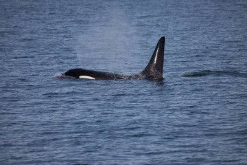Orca Killer Whale with big Dorsal Fin Side View