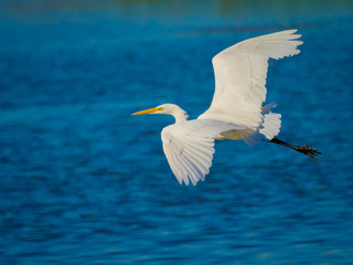 Great Egret in flight