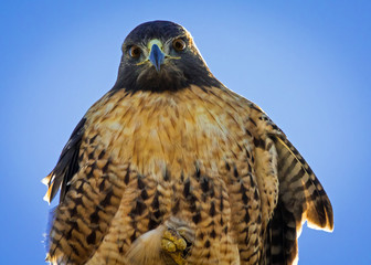 Red tail hawk