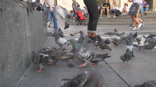 Pidgin flying and walking in Milan.