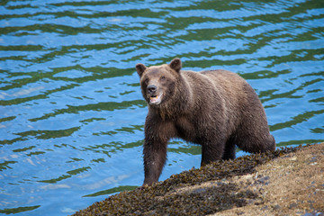 Obraz na płótnie Canvas Isolated Brown Grizzly Bear