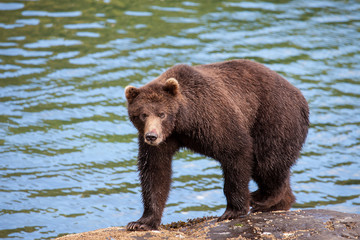 Obraz na płótnie Canvas Isolated Brown Grizzly Bear