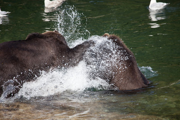 Fototapeta premium Grizzly Bears Fighting Over Salmon