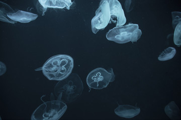 jellyfish in the aquarium