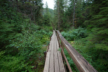 Wooden Boardwalk Trail thru the Forest