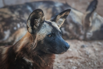 African wild dog