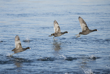 Three coots being about to fly on the river.