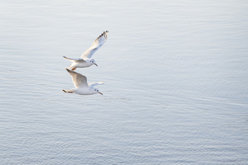 Fototapeta na wymiar Couple of black headed gulls fly above the river.
