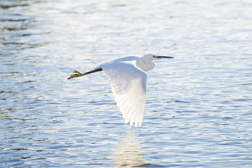 Egret flies above the river.
