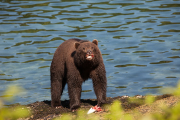 Obraz premium Isolated Brown Grizzly Bear with Blue Water Background