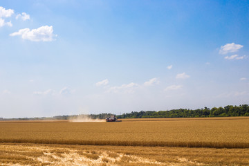 combine harvester harvests grain on the field in Russia