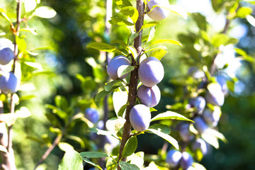 ripe plum berry grows on a branch