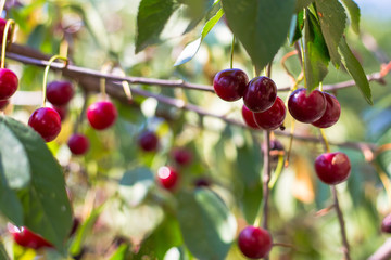 ripe berry cherry grows on a branch