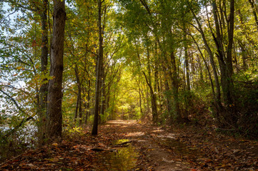 Obraz premium jesień w lesie