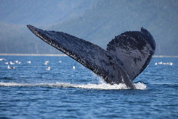 Fototapeta premium Close Encounter with a Diving Humpback Whale