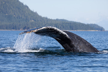 Obraz premium Close Encounter with a Diving Humpback Whale