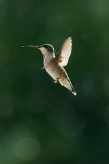 hummingbird in flight