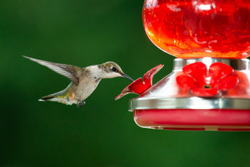 hummingbird on a feeder