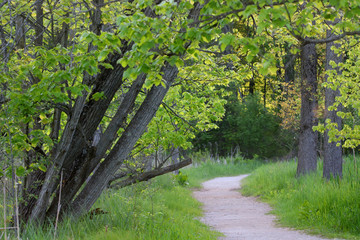 Winding path in the nature park