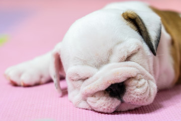 English bulldog lying on color background. Close-up photo.white puppy sleeping .