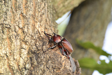 Japanese rhinoceros beetle sucking tree sap in summer.
