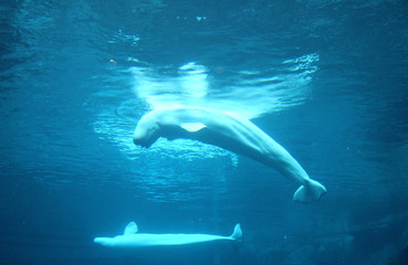 Fototapeta na wymiar Beluga whales in water