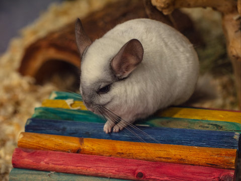 chinchilla pauses for a picture
