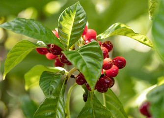 Fototapeta premium vibrnat red berries growing wild on a sunny day