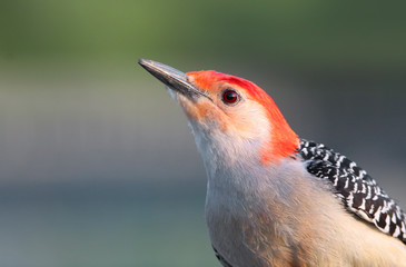 Spotted wood pecker close up shot